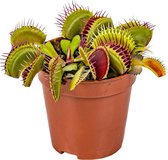 Kleine Vleesetende plant | Dionaea per stuk - Binnen- en buitenplant in kwekerspot ⌀6 cm - ↕10 cm