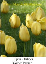 tulp Golden Parade 25 bollen maat 12/+ tulpen bloembollen
