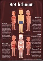 Educatieve poster (Posterpapier) - Biologie het complete lichaam - 42 x 59.4 cm (A2)