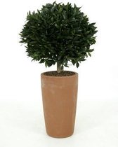 Dracaena Arturo hydrocultuur in Runner rond antraciet | Drakenbloedboom