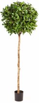 Areca Lutescens in Nature Rib Egg Planter wit | Goudpalm