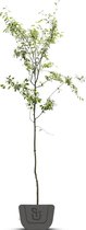 Krentenboom | Amelanchier Lamarkii | Stamomtrek: 8-10 cm