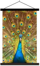 Affiche scolaire - Paon - Vogel - Blauw - 60x90 cm - Lattes noires