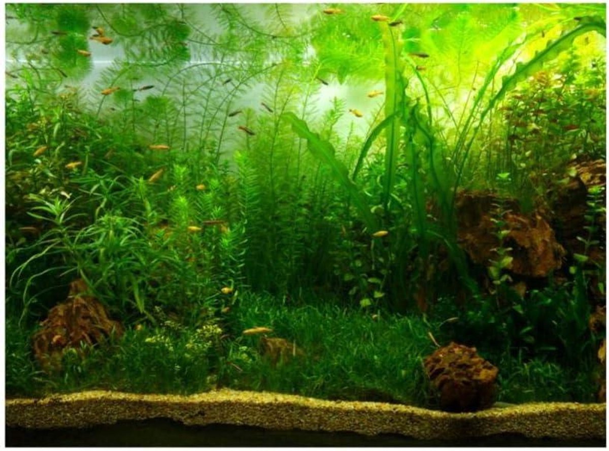 Cosensi - Aquarium achtergrond poster PVC lijm decor papier met watergras stijl - milieuvriendelijk en duurzaam