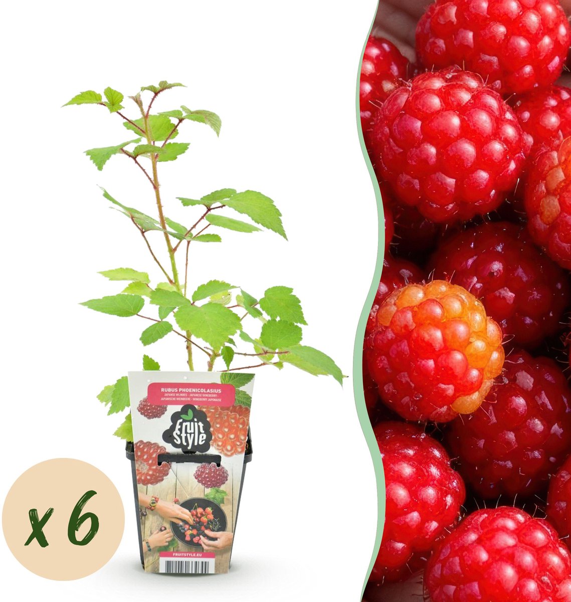 Plantenboetiek.nl | Japanse Wijnbes - Rubus Phoenicolasius - Winterhard - 6 Planten - Ø9cm - 15-25cm hoog - Tuinplant