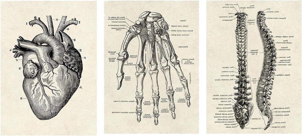 Cosensi - Anatomie posters set van 3 - vintage stijl - hart handpalmen wervelkolom - esthetische collage - wanddecoratie - binnendecoratie