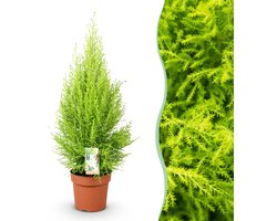 Plantenboetiek.nl | Green is... Cupressus Gold Crest Wilma - Kamer conifeer - Weinig onderhoud - Groen - Ø21cm - 85-95cm hoog - Kamerplant - Groenblijvend