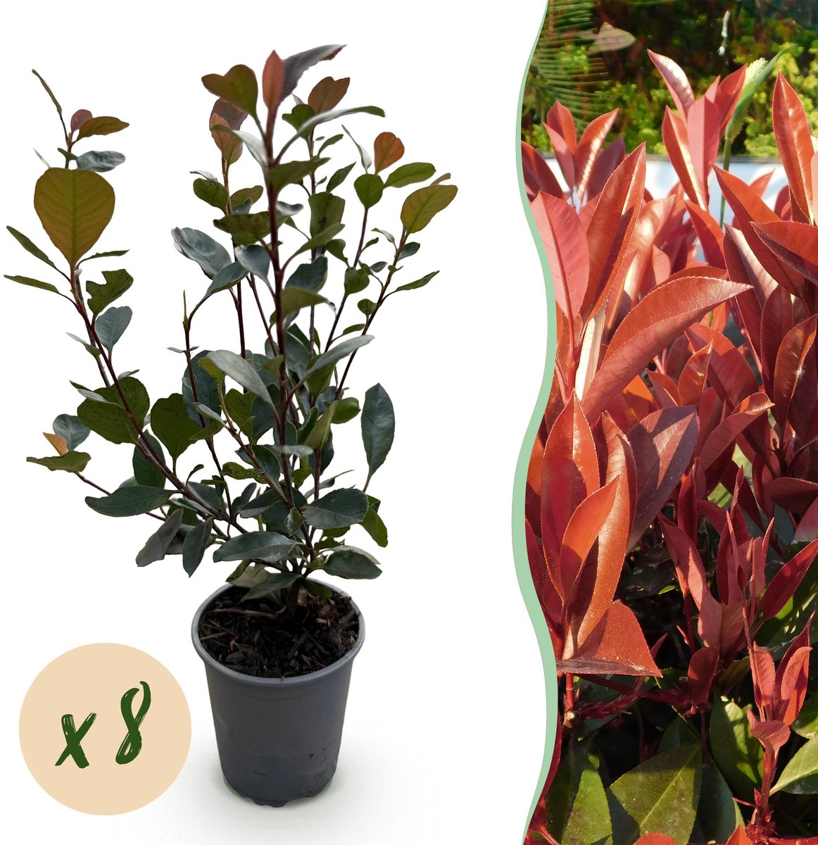 Plantenboetiek.nl | 8x Photinia fraseri Little Red Robin - Glansmispel - Groenblijvend - Rood - Ø9cm - 30-35cm hoog - Tuinplant