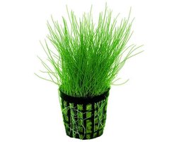 Moerings Eleocharis Acicularis | Naaldgras | in 5 cm pot