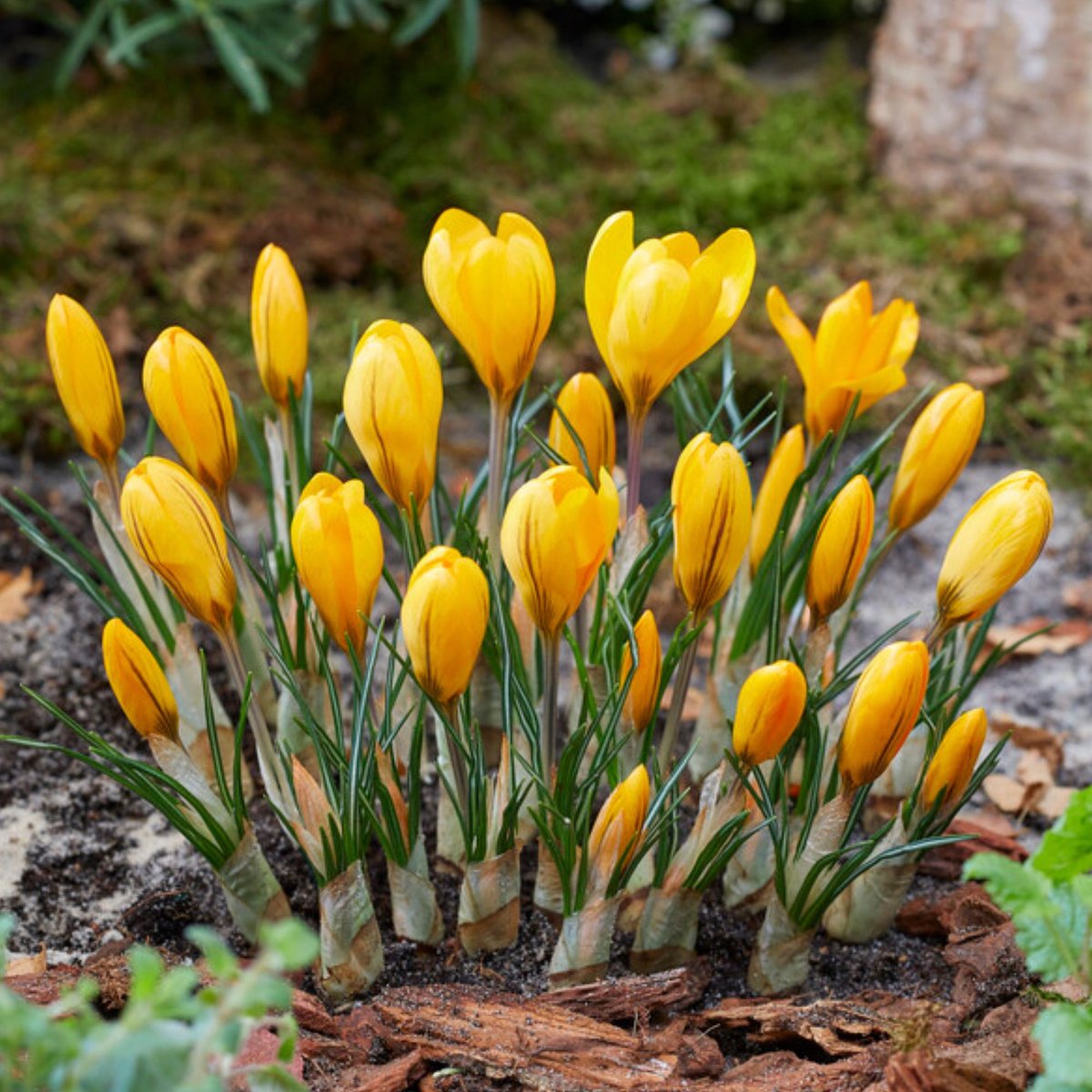 Voorjaarskrokus (Crocus Vernus) - Krokus Yellow Mammoth - Bijen-Vlinders - Snijbloemen - bloeit in Februari / Maart