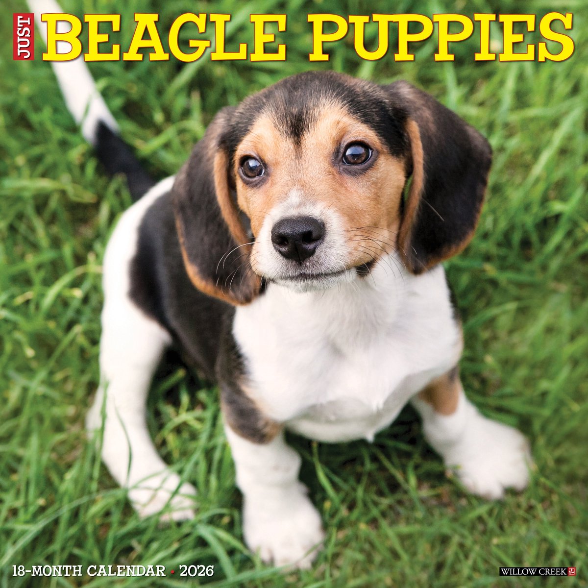 Beagle Puppies Kalender 2026