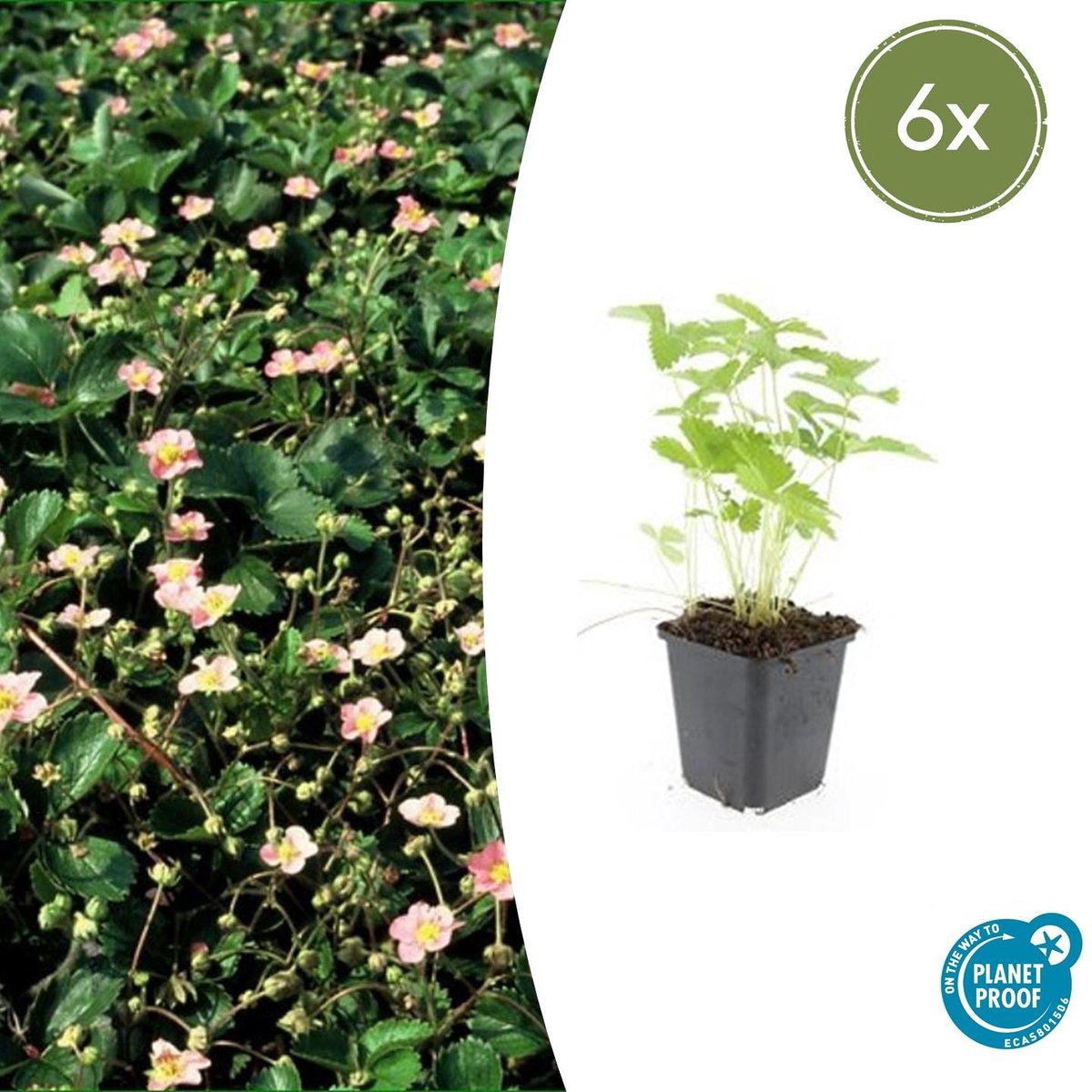 Trendyplants - Fragaria vesca - 6 stuks - Bosaardbei - Winterhard - Hoogte 10-30 cm - Potmaat Ø9cm