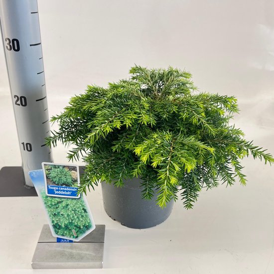 Tsuga can. ‘Jeddeloh’ Canadese hemlockspar, een struik met fijne, groene naalden, in een donkergrijze pot.