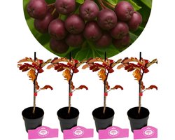 Set van 4 Grootvruchtige Lijsterbes- Sorbus 'Burka' - Hoogte 20cm - 9cm pot