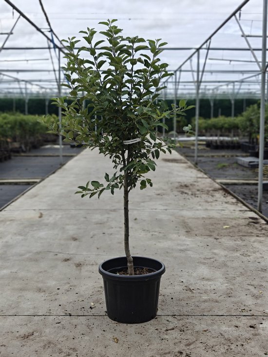 Appelboom 'Elstar' met label, groene bladeren en een volle kroon in een zwarte pot.