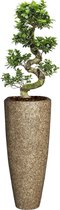Ficus Bonsai in Naturescast Partner | Bonsai