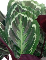 Calathea Medaillon in Elho B. for Studio rood | Pauwenplant