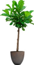 Ficus Lyrata vertakt in Grigio Egg Concrete bruin | Vioolbladplant / Tabaksplant