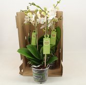 Orchideeën van Botanicly – 2 × Vlinder orchidee – Hoogte: 45 cm, 1 tak – Phalaenopsis multiflora