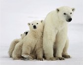 Aimant animal ours polaires 3D