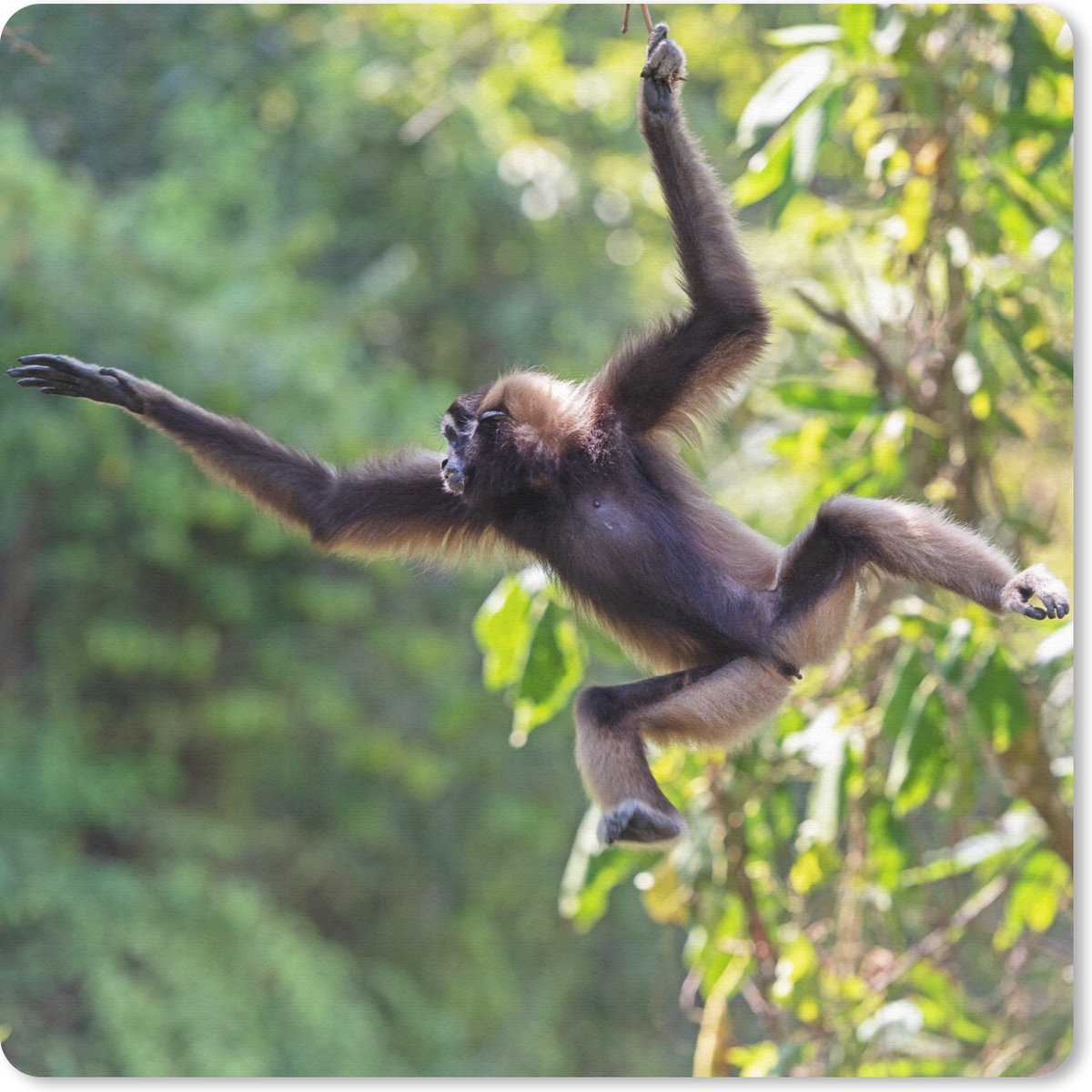 Muismat 20x20 cm - Mousepad Springende aap in de jungle - Muismatten