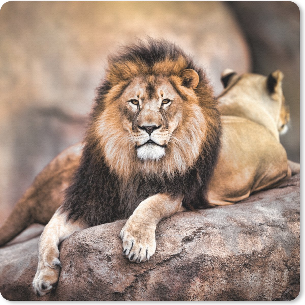 Muismat 20x20 cm - Mousepad Leeuw - Rots - Dieren - Muismatten