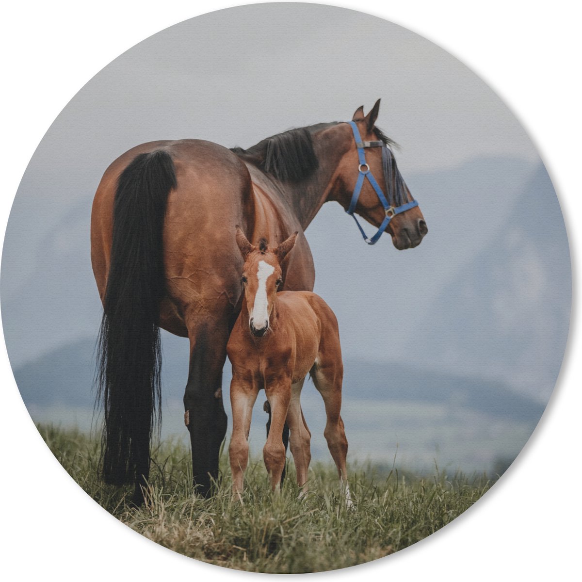 Muismat rond 40x40 cm - Mousepad Paard - Veulen - Berg - Ronde muismatten