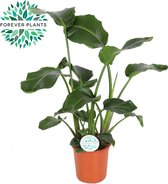 Kamerplant van Botanicly – Paradijsvogelbloem – Hoogte: 100 cm – Strelitzia Nicolai