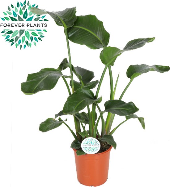Trendyplants - Strelitzia Nicolai - Paradijsvogelbloem - Kamerplant