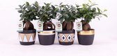Bonsai van Botanicly – 4 × Chinese Vijg – Hoogte: 30 cm – Ficus microcarpa