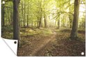 Bospad met zonlicht door de bomen, een panoramische banner met omhoog gekruld detail.