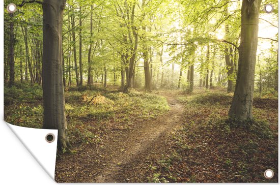 Bospad met zonlicht door de bomen, een panoramische banner met omhoog gekruld detail.