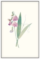 Brede Lathyrus (Everlasting Pea) - Foto op Akoestisch paneel - 60 x 90 cm