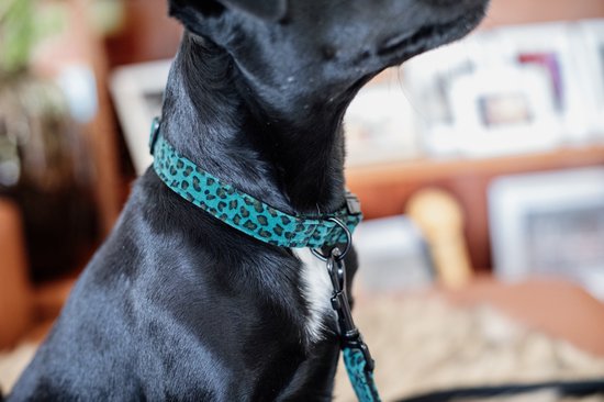 Kentucky Dogwear Hondenhalsband Luipaardprint - Donkergroen L - 42-68cm