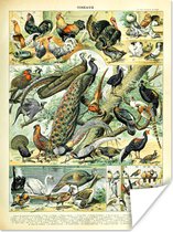 Poster Dieren - Vogels - Vintage - 30x40 cm