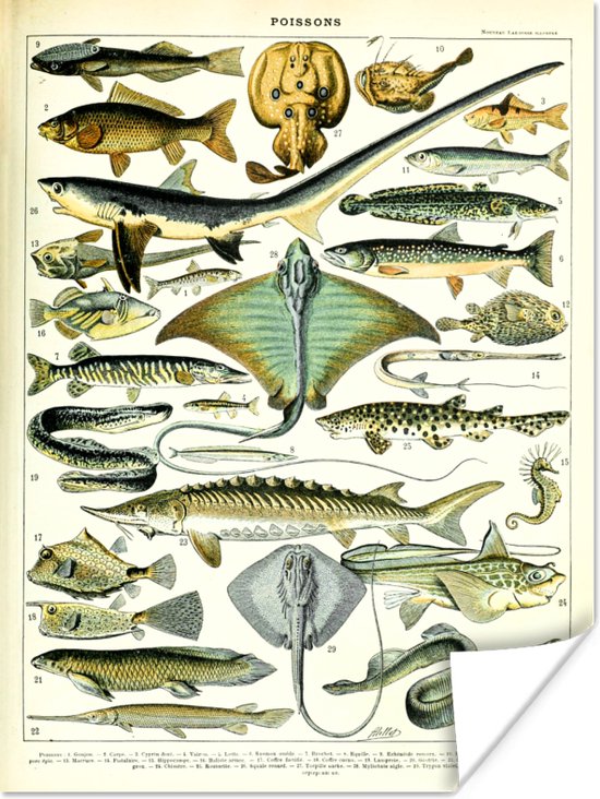 Poster Dieren - Zeedieren - Vintage - 60x80 cm