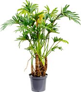 Philodendron Xantal Roots | Philodendron