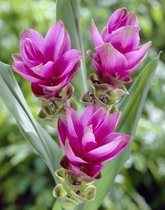 10x Siamese tulp 'Curcuma pink wonder'  - BULBi® bloembollen en planten met bloeigarantie