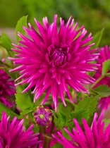 12x Dahlia 'Purple gem' - BULBi® Bloembollen met bloeigarantie