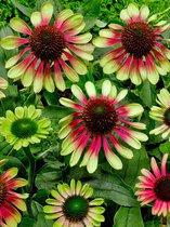 15x Zonnehoed 'Echinacea green twister'  - BULBi® bloembollen en planten met bloeigarantie