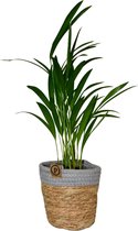 ZynesFlora - Areca Lutescens in Mandje - Kamerplant in pot - Ø 12 cm - Hoogte: 40 cm - Luchtzuiverend - Goudpalm - Palm - Kamerplant