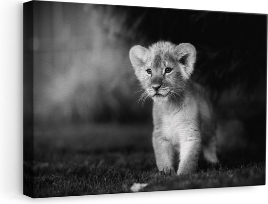 Artaza Canvas Schilderij Schattige Leeuwen Welp - Baby Leeuw - Zwart Wit - 60x40 - Foto Op Canvas - Canvas Print