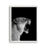 Poster Safari leeuwin brul - Zwart / Wit / Zwart / Wit / 30x21cm