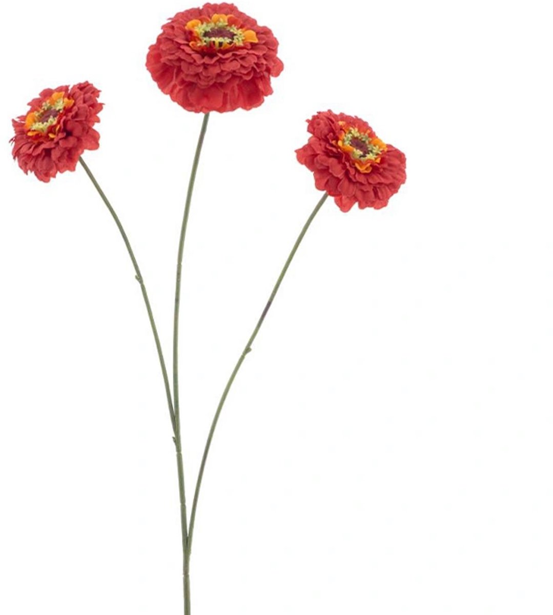 Erutan avon - Zinnia elegans spray red 60 cm