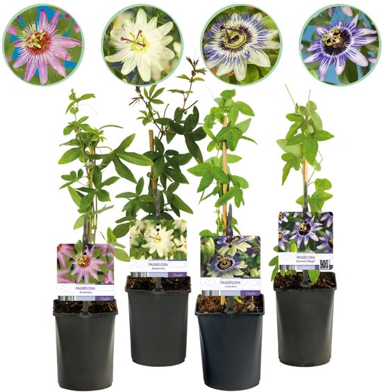 Green boutiQ - Passiebloem - Passiflora Rainbow - Bloem Roze Wit Paars Groen - Weinig onderhoud - 4 planten - Pot 11cm Hoogte 40cm
