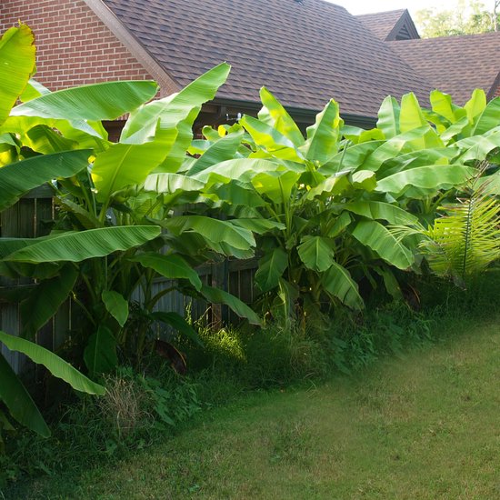 Rij van grote groene bananenplanten met brede bladeren langs een houten schutting.