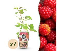 Green boutiQ - Fruitplanten - Japanse Wijnbes - Rubus Phoenicolasius - Winterhard - 3 Planten - Pot 9 cm - Rode Bes