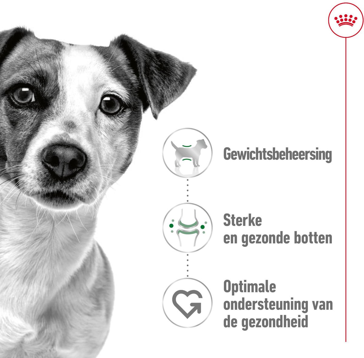 Royal Canin Mini Adult hondenvoer 3 x 2 kg thumbnail 5