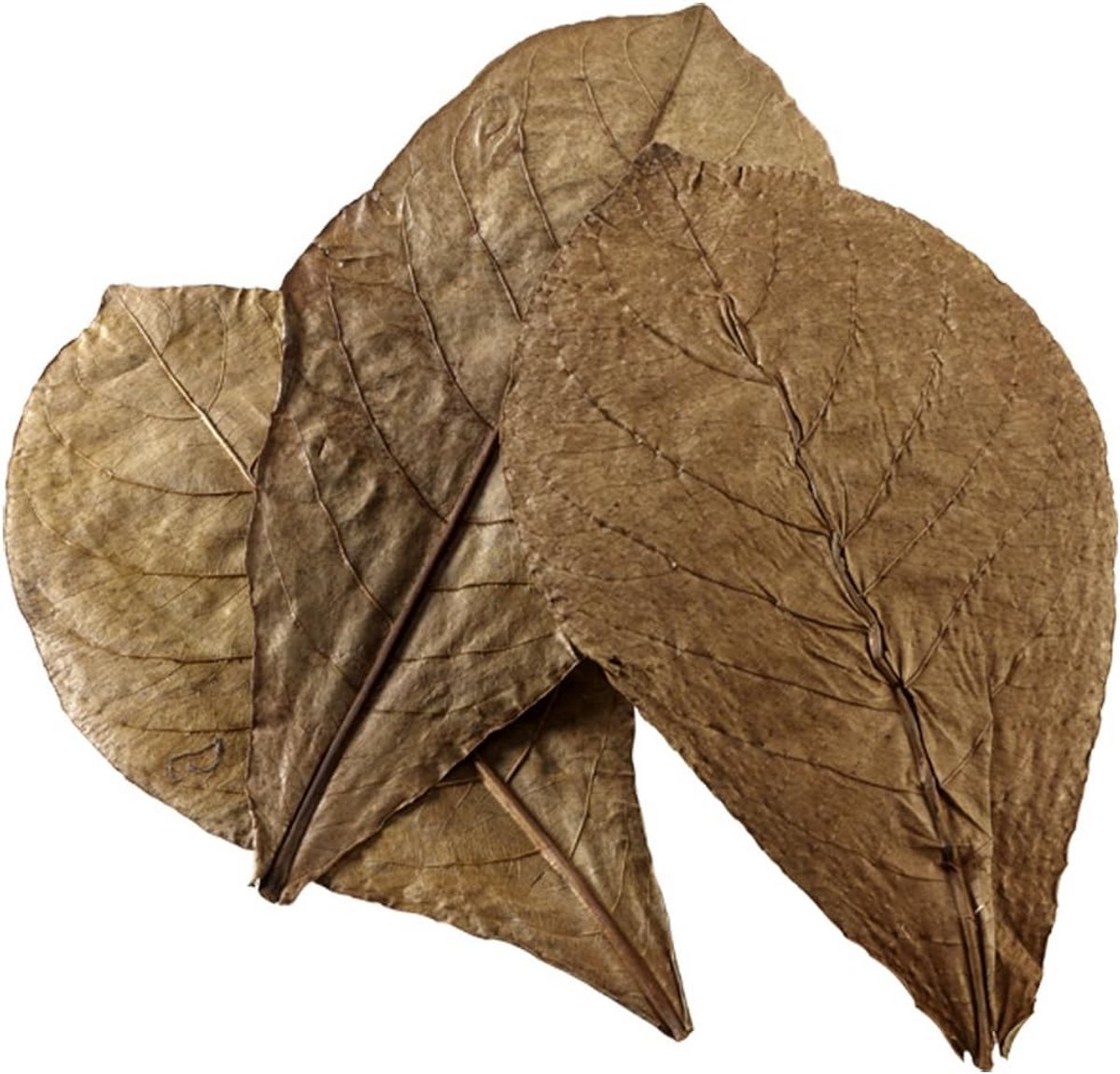 Gedroogde Catappa Bladeren voor Aquarium en Terrarium, XL formaat, 12 stuks