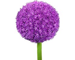 Grote Paarse Sierui Bol (Allium Ambassador)